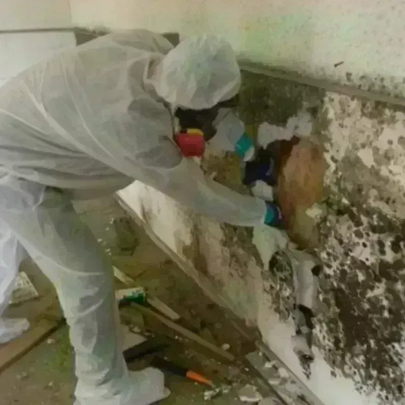 Mold Remediation and Removal in Manchester, CT